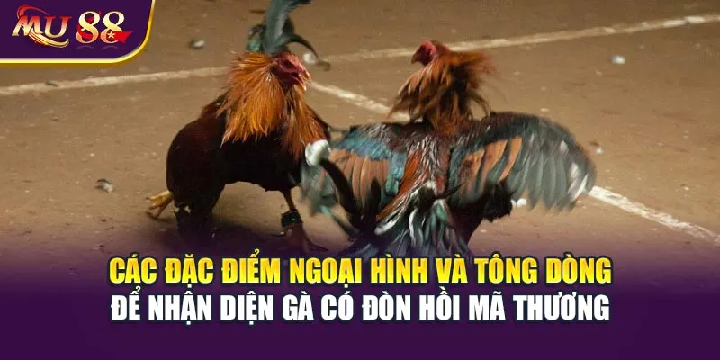 Các đặc điểm ngoại hình và tông dòng để nhận diện gà có đòn hồi mã thương.