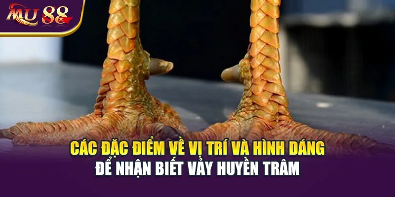 Các đặc điểm về vị trí và hình dáng để nhận biết vảy huyền trâm.