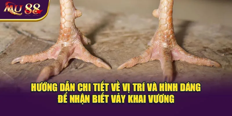 Hướng dẫn chi tiết về vị trí và hình dáng để nhận biết vảy khai vương.