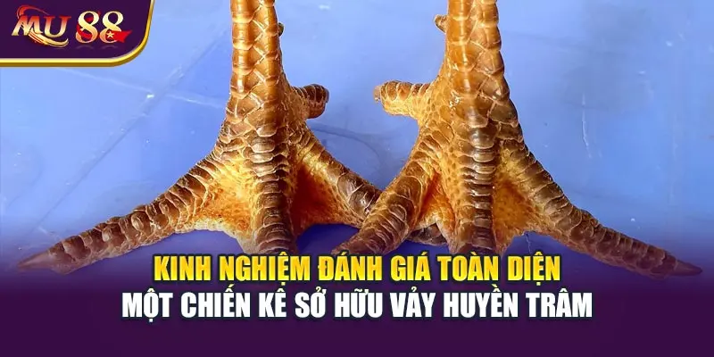 Kinh nghiệm đánh giá toàn diện một chiến kê sở hữu vảy huyền trâm.