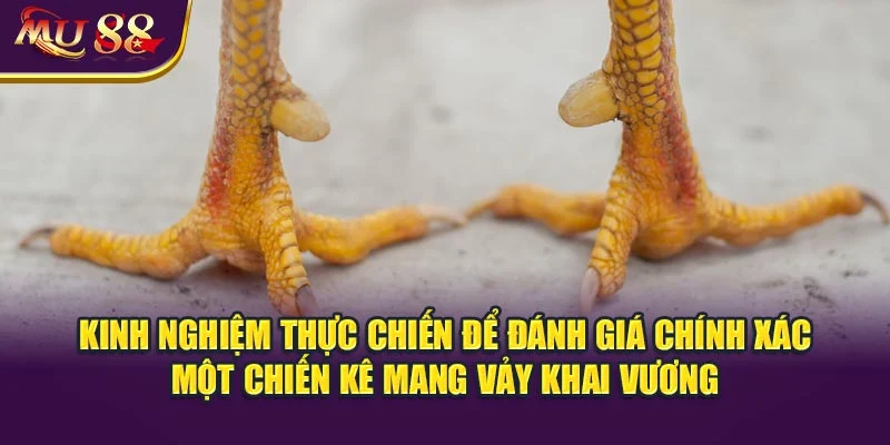 Kinh nghiệm thực chiến để đánh giá chính xác một chiến kê mang vảy khai vương.