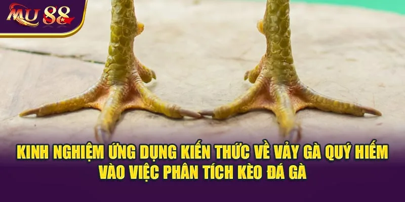 Kinh nghiệm ứng dụng kiến thức về vảy gà quý hiếm vào việc phân tích kèo đá gà.