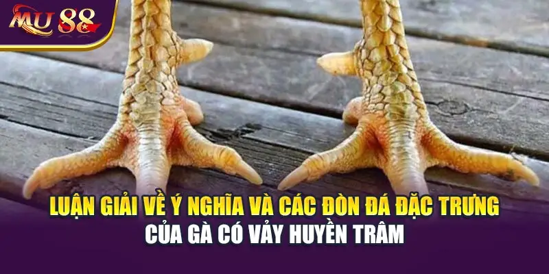 Luận giải về ý nghĩa và các đòn đá đặc trưng của gà có vảy huyền trâm.