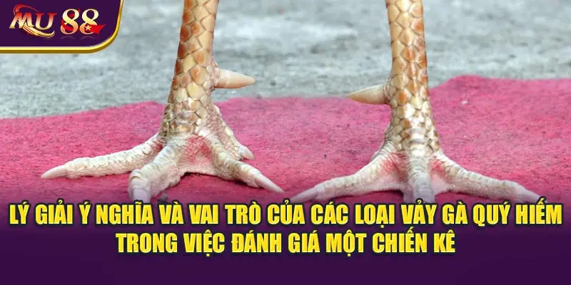 Lý giải ý nghĩa và vai trò của các loại vảy gà quý hiếm trong việc đánh giá một chiến kê.