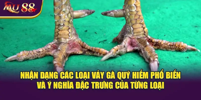 Nhận dạng các loại vảy gà quý hiếm phổ biến và ý nghĩa đặc trưng của từng loại.