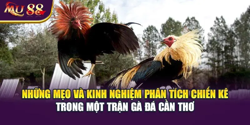 Những mẹo và kinh nghiệm phân tích chiến kê trong một trận gà đá Cần Thơ.