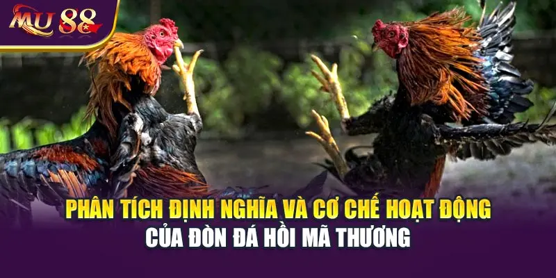 Phân tích định nghĩa và cơ chế hoạt động của đòn đá hồi mã thương.