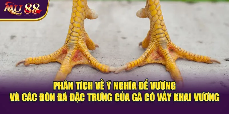 Phân tích về ý nghĩa đế vương và các đòn đá đặc trưng của gà có vảy khai vương.