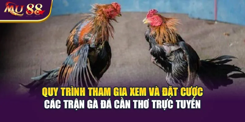 Quy trình tham gia xem và đặt cược các trận gà đá Cần Thơ trực tuyến.