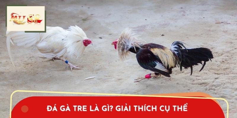 Đá gà tre là Gì? Giải Thích Cụ Thể