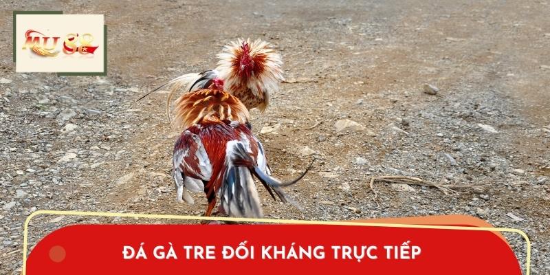 Đá gà tre Đối Kháng Trực Tiếp