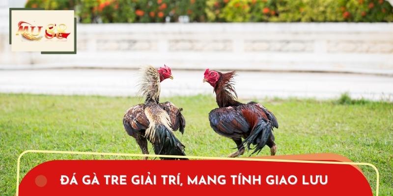 Đá gà tre Giải Trí, Mang Tính Giao Lưu